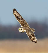 Short-eared Owl