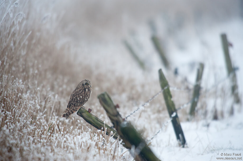 Hibou des maraisadulte