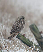 Hibou des marais