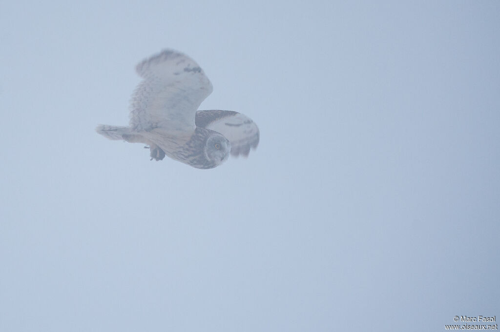 Short-eared Owladult post breeding, Flight, feeding habits, fishing/hunting