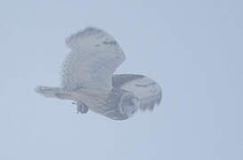 Short-eared Owl