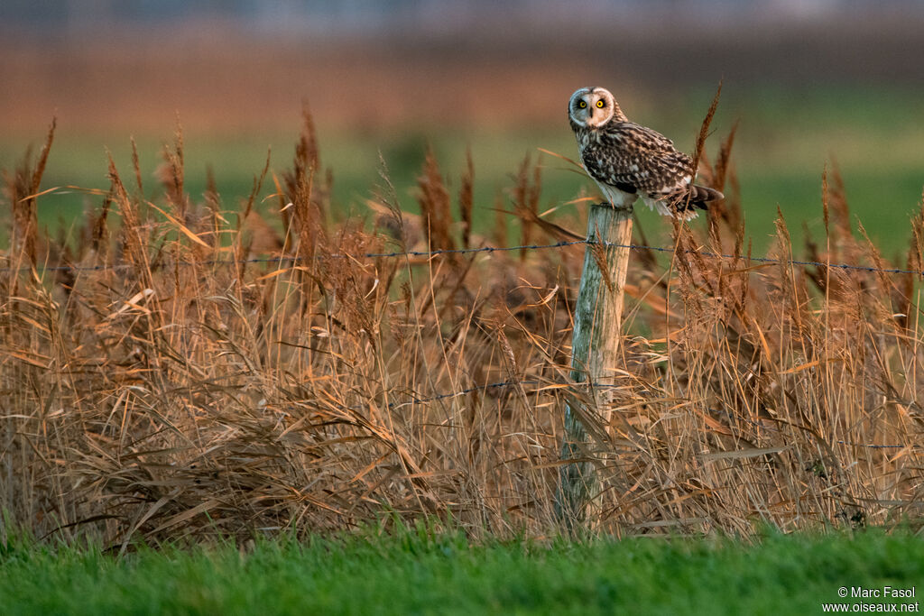 Short-eared Owladult, identification, camouflage