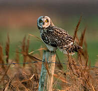 Short-eared Owl