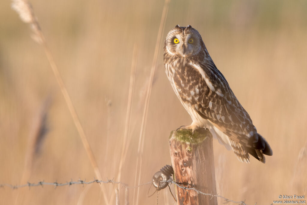 Short-eared Owladult, identification