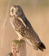 Short-eared Owl