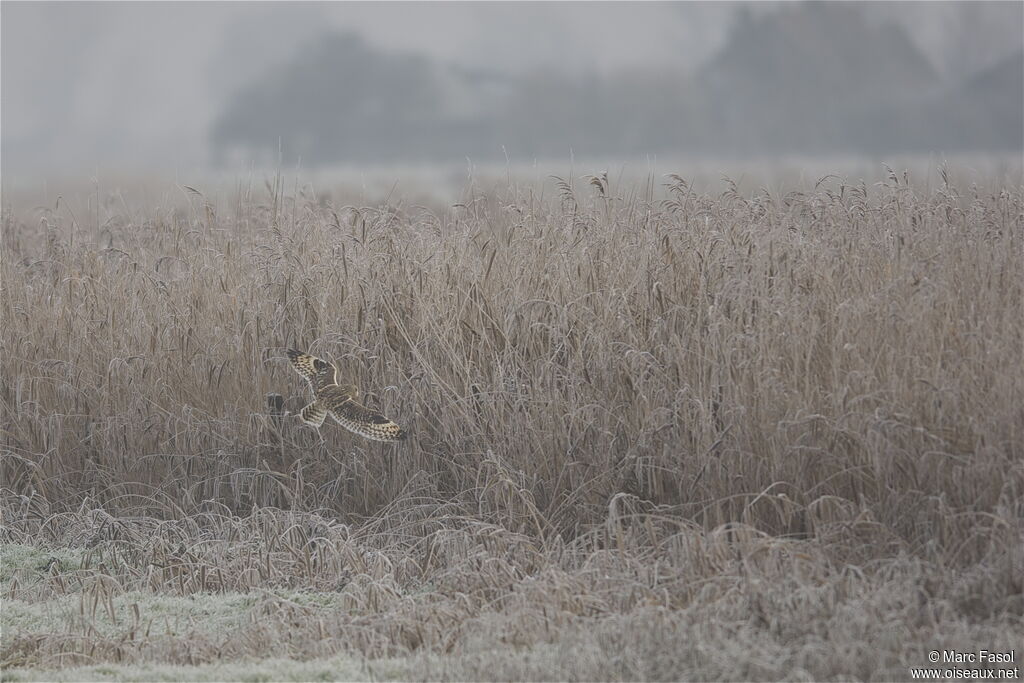 Hibou des marais, Vol