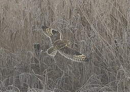 Short-eared Owl