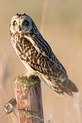 Short-eared Owl