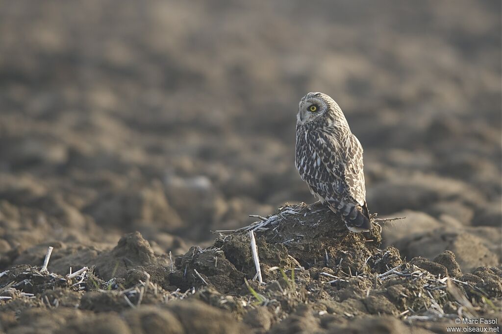 Hibou des maraisadulte internuptial, identification