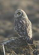 Short-eared Owl