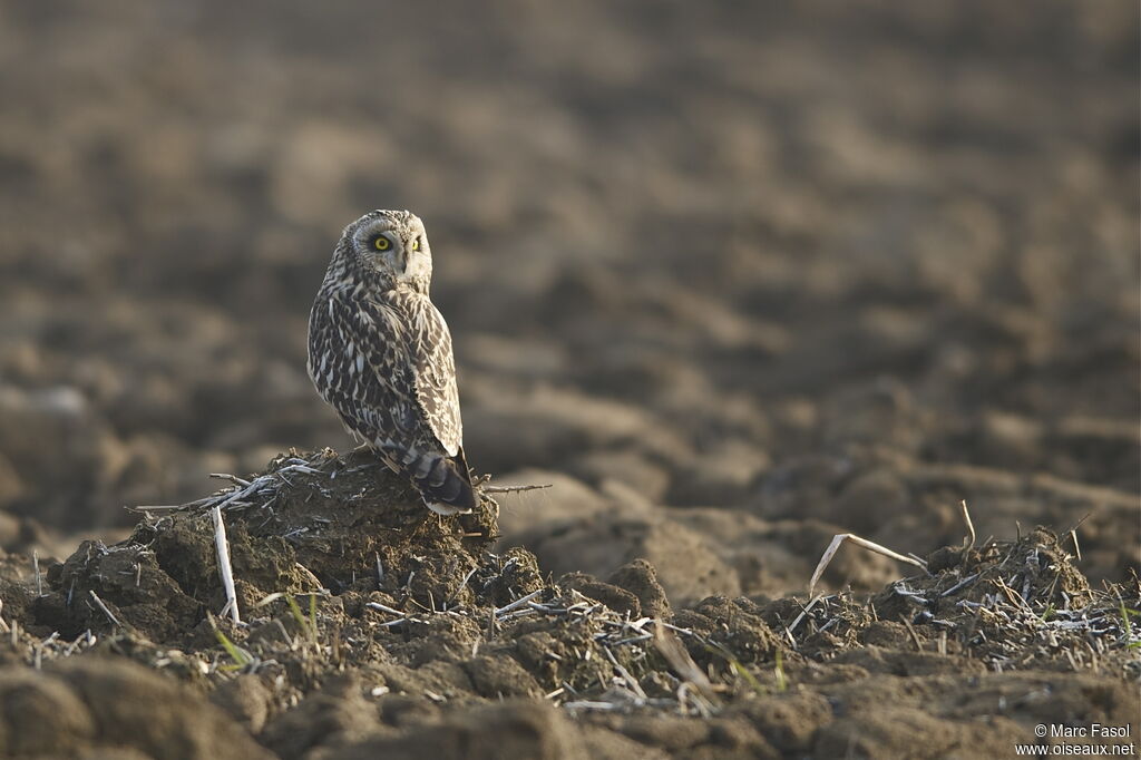 Hibou des maraisadulte internuptial, identification