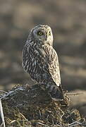 Short-eared Owl