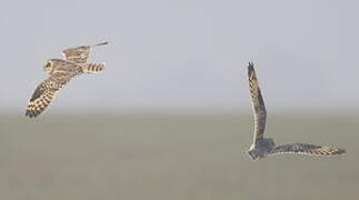 Short-eared Owl