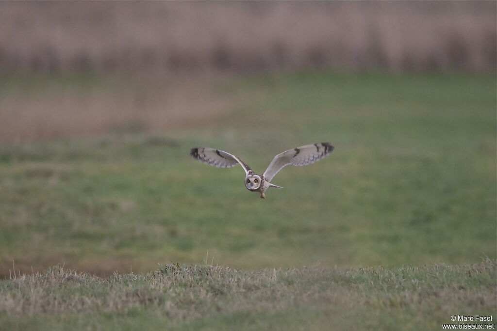 Hibou des marais, Vol