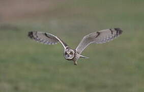 Short-eared Owl