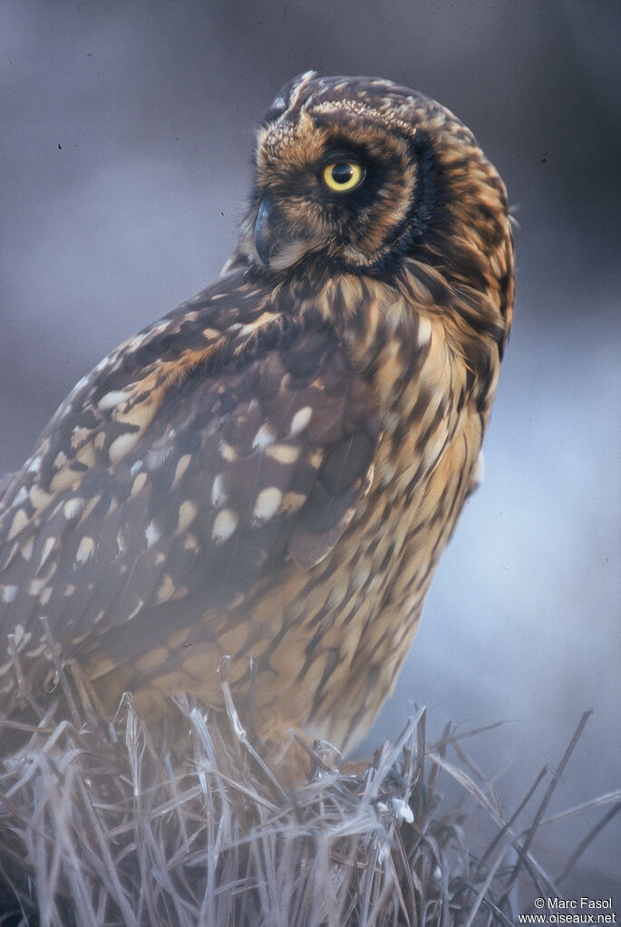 Short-eared Owladult, identification