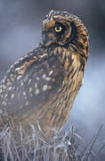 Short-eared Owl