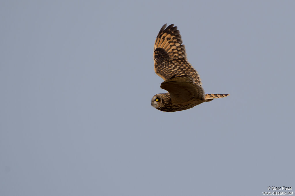 Hibou des maraisadulte internuptial, Vol