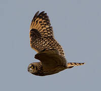 Short-eared Owl