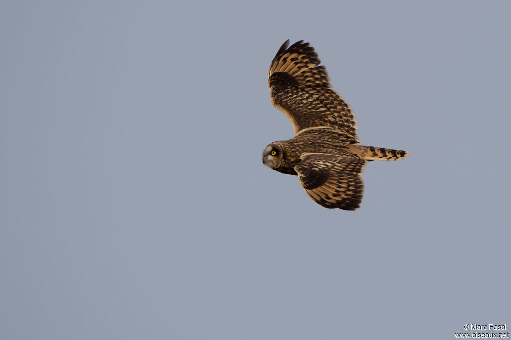 Hibou des maraisadulte internuptial, Vol