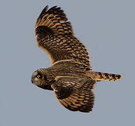 Short-eared Owl