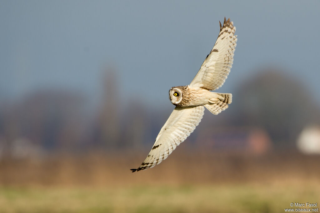 Hibou des maraisadulte, identification, pêche/chasse