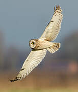 Short-eared Owl