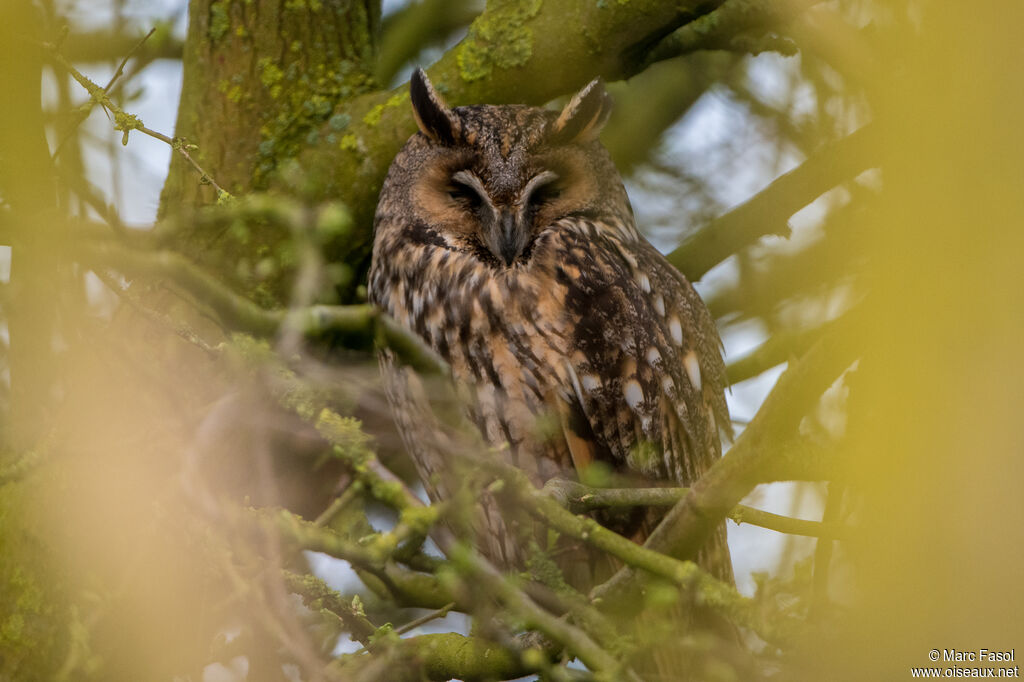 Long-eared Owladult, identification