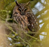 Long-eared Owl