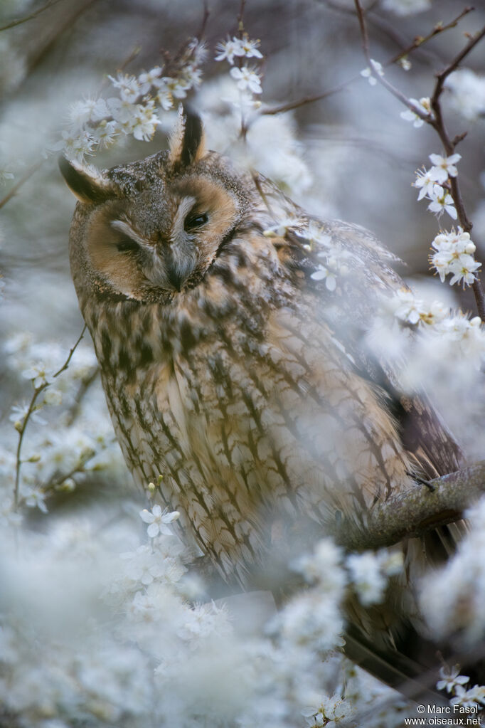 Hibou moyen-ducadulte, identification