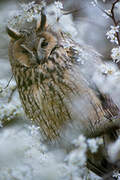 Long-eared Owl