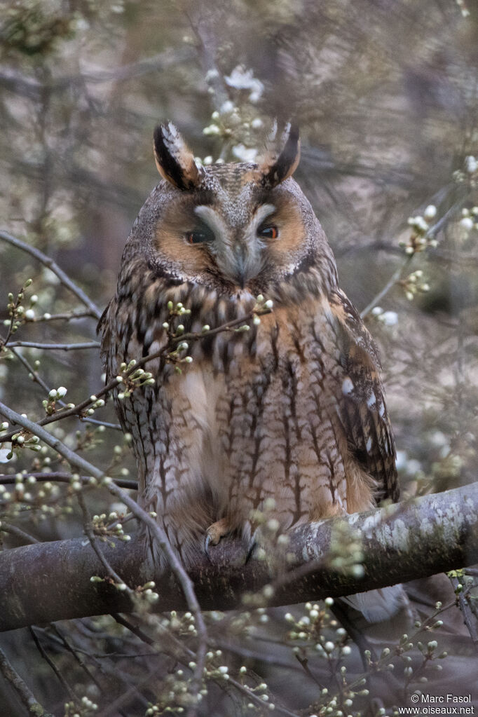 Long-eared Owladult, identification