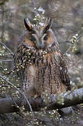 Long-eared Owl