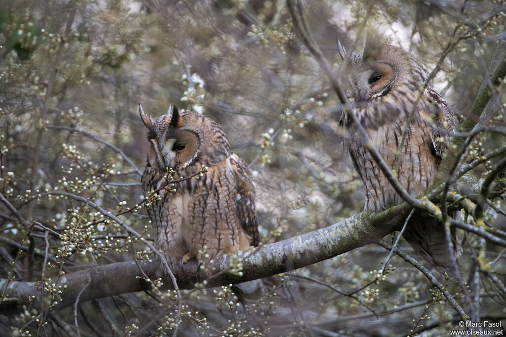 Hibou moyen-duc