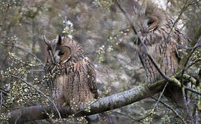 Long-eared Owl