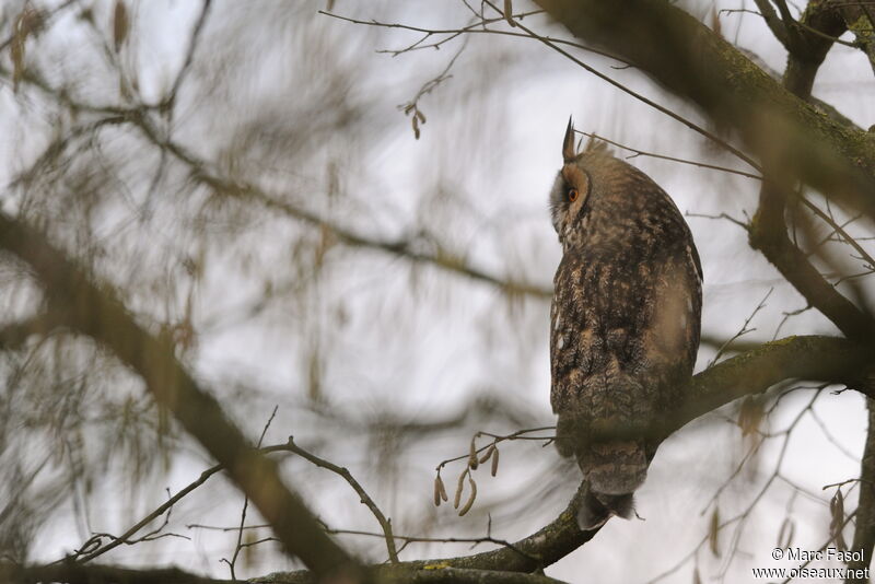Long-eared Owl, Behaviour