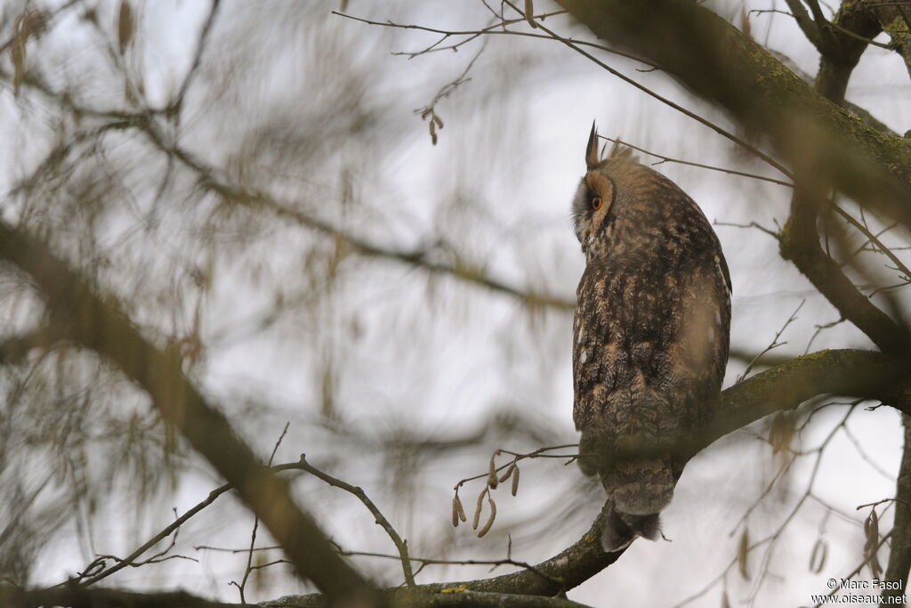 Hibou moyen-duc, Comportement