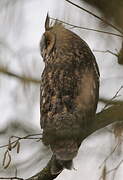 Long-eared Owl