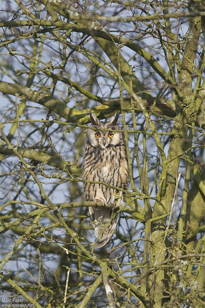 Hibou moyen-duc, habitat, pigmentation, Comportement