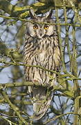 Long-eared Owl