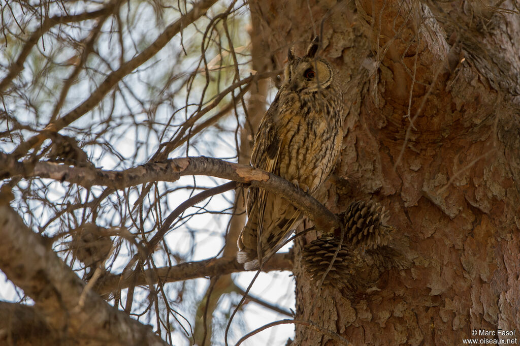 Long-eared Owladult, camouflage