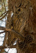 Long-eared Owl