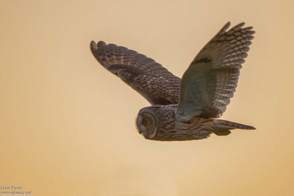 Long-eared Owladult, Flight, fishing/hunting