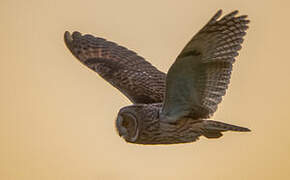 Long-eared Owl