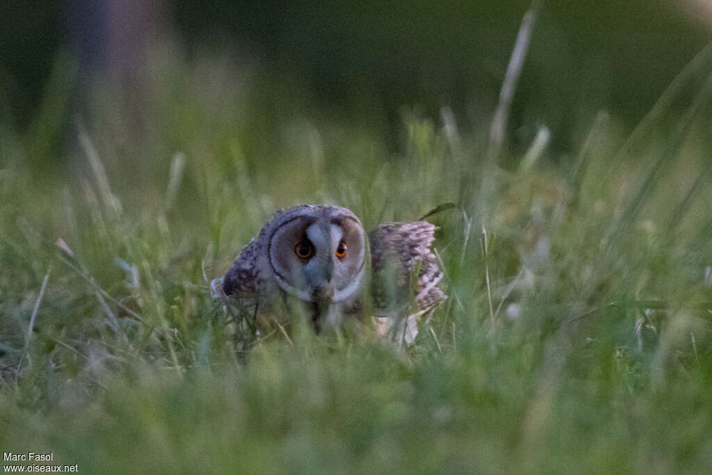 Long-eared Owladult, feeding habits, fishing/hunting