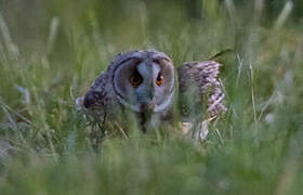 Long-eared Owl