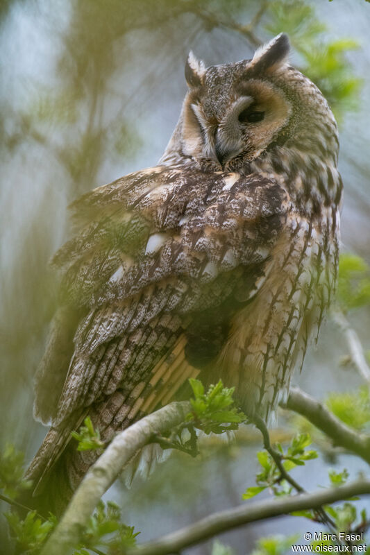 Long-eared Owladult, identification