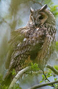 Long-eared Owl