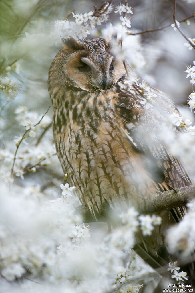 Long-eared Owladult, identification