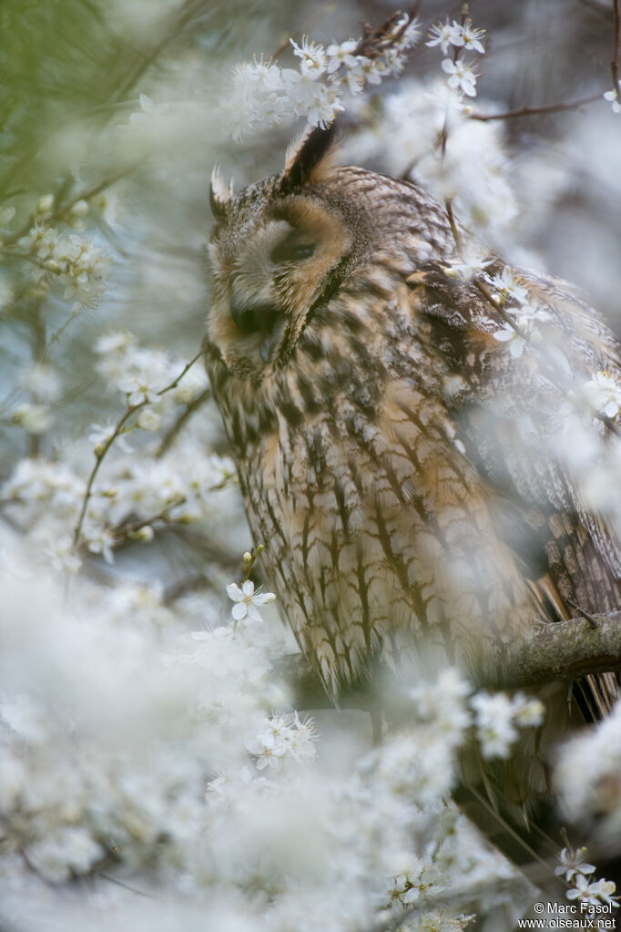 Long-eared Owladult, song